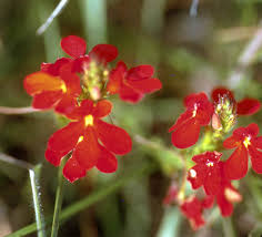 Image result for Striga linearifolia