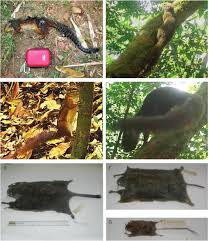 Image result for Eriosema tisserantii