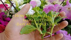 How To Grow Petunias From Cuttings And Care Petunias Easy And Works 100 Youtube Petunias Petunia Plant Container Gardening Vegetables