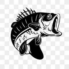 Detailed Bass Fish Illustration For Fishing Bass Fish Fishing Png And Vector With Transparent Background For Free Download Fish Illustration Fish Vector Fish Background