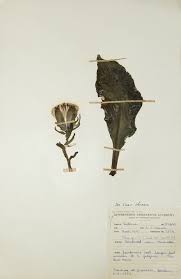 Image result for Kleinia sp.no.1