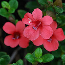 Image result for Barleria