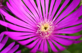 Image result for Lophiocarpus latifolius