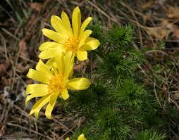 We have got 30 pix about fiori gialli spontanei primaverili images, photos, pictures, backgrounds, and more. Adonis Vernalis Wikipedia