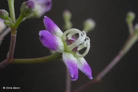 Image result for Schlechterella africana