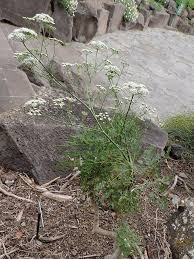 Image result for Pimpinella alismatifolia