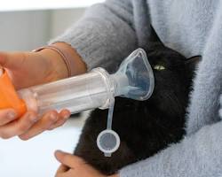 Image of Asthma in cats