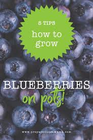 5 Tips To Grow Blueberries In Pots Growing Blueberries Blueberry Gardening Container Gardening Vegetables