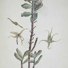 Image result for Malaxis schliebenii