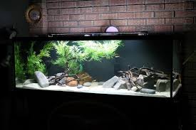 My 180 Help Me Aquascape This Cichlid Forum Cichlid Aquarium Aquascape Fish Tank