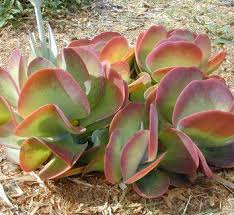 Pin On Unusual And Hard To Find Plants