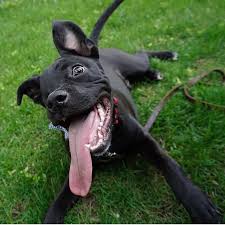 See more of saint louis county pet adoption center on facebook. Save A Bull Rescue Minneapolis Minnesota Minnevangelist