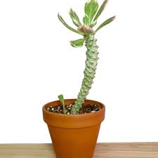 Image result for Monadenium