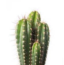 If you have hallucinations with these, you could have an allergy. English Translation Of Cactus Collins Italian English Dictionary