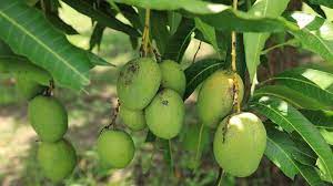 Tumbuhan yang dapat dicangkok adalah tumbuhan yang memiliki pembuluh kayu dan memiliki lapisan kambium contohnya tanaman mangga,jeruk,nangka,belimbing,jambu. Ciri Khusus Pohon Mangga Penjelasan Dan Gangguan Yang Biasa Menyerang Hot Liputan6 Com