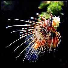 The Fish Beautiful Sea Creatures Lion Fish Ocean Animals