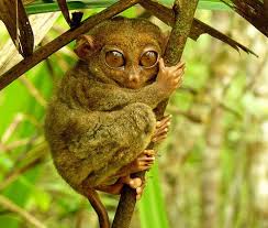 13 Of The Cutest Tree Dwelling Animals In The World Rare Animals Tarsier Animals