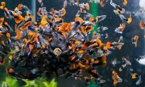 How To Care Guppy Fish Easily Guppy Fish Fresh Water Fish Tank Guppy
