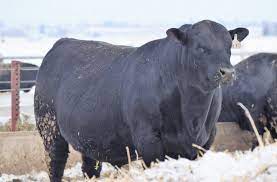 Winter Cattle Journal 2020 Maternal Mountain Mamas Of Coleman Angus Tsln Com