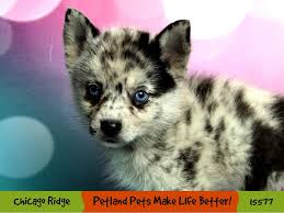 This happens with all designer breeds, but more so with the pomsky. Pomsky Puppies Petland Chicago Ridge