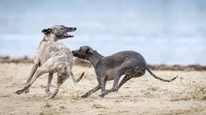 Greyhounds are indoor dogs, have less body greyhounds will make loving and devoted pets when given plenty of attention and affection. Petition Dr Dennis Nahan Ban Greyhound Racing In Wa Change Org