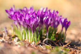 Maybe you would like to learn more about one of these? Connecticut Garden Journal Crocus Connecticut Public Radio