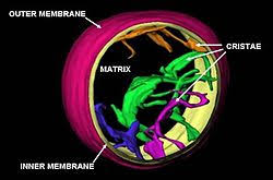 We did not find results for: Mitochondrion Wikipedia