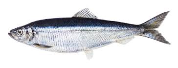 Herring Pacific Rim Group Pte Ltd Home Herring Fish Fish Pet