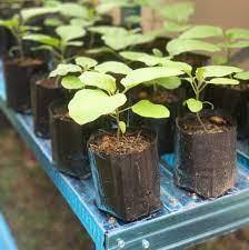 Get the best price for baja npk 15 15 15 among 484 products, you can also find baja npk 151515,baja npk 151515 hijau,baja npk 151515 2s on biggo. Kebun Pak Andak Apa Guna Spray Baja Kat Daun Baja Daun Facebook