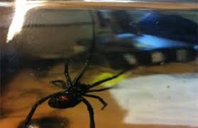 There have even been reports of the spiders in scotland recently in the media. Navy Engineers Catch Black Widow Spider In Sea King Gov Uk