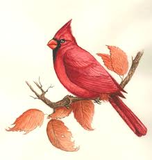 Birds Of Northern Indiana Indiana State Bird The Cardinal Richmondena Cardinalis Cardinalis Was Adopted As The State Bird By The 1933 Genera Bird Drawings Cardinal Birds Art Bird Art