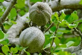 Image result for Garcinia volkensii