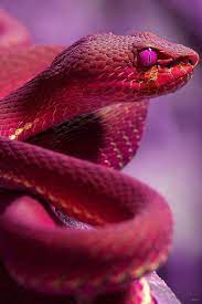 Pin By Flavia Valeri On Tan Yo Snake Wallpaper Colorful Snakes Beautiful Snakes