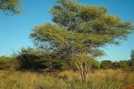 Image result for Acacia fleckii