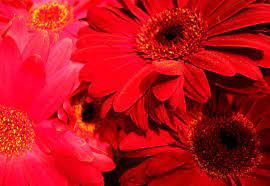 Red Gerbera Daisies Flowers Photography Winter Wedding Inspiration Gerbera Daisy