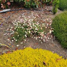 Image result for Erigeron karvinskianus