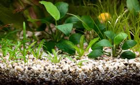 What is the best type of aquasoil? Top 5 Best Substrates For Planted Tank 2020 Fishkeeping Today