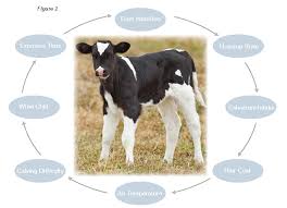 Yearlings are mostly less expensive than matured cows. The Importance Of Calf Bedding Crystal Creek