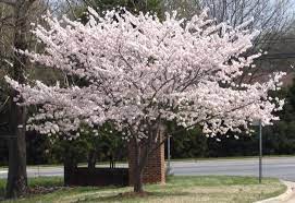One of the most significant differences between these varieties is that kwanzan has flowers of a different shape. Different Cherry Tree Varieties In Washington Dc Cherry Blossom Locations Travel Trots