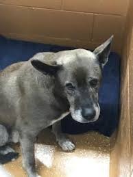 Myron Shepherd Husky Mix Male 10 Yrs Old Almost Home Animal Rescue League Southfield Mi Animal Rescue League Animal Rescue Animals