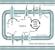 Electron Transport Chain Wikipedia