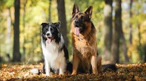 Rough and smooth collie puppies are in high demand and any advertised in the uk are snapped up very quickly. Border Collie Vs German Shepherd Breed Comparison