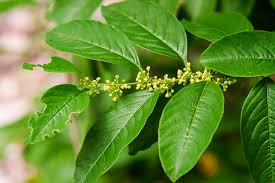 Image result for Flueggea