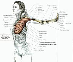 Also it is a great exercise for beginners that can't do pull ups, because the possibility to adjust the weight you lift. Pin By David Ascaso On Baby Boomers Fitness Challenge Yoga Anatomy Muscle Anatomy Anatomy