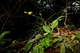 Image result for Gynura pseudochina