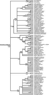 Image result for Bertiera aethiopica