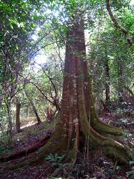 Image result for Newtonia