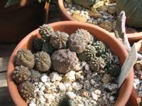 Image result for Huernia longituba