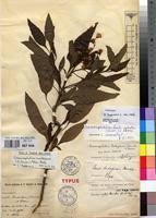 Image result for Crassocephalum montuosum