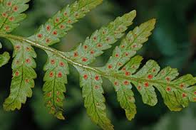 Image result for Dryopteris